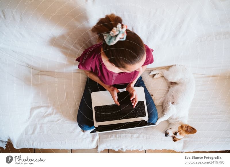 junge Frau, die zu Hause am Laptop arbeitet, auf der Couch sitzt, daneben ein süßer kleiner Hund. Technik und Haustierkonzept arbeiten heimwärts jack russell