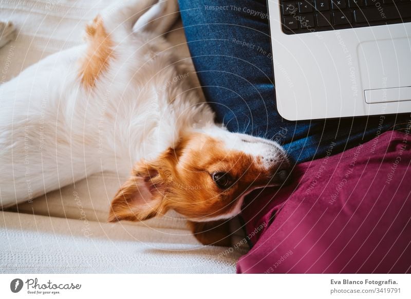 junge Frau, die zu Hause am Laptop arbeitet, auf der Couch sitzt, daneben ein süßer kleiner Hund. Technik und Haustierkonzept arbeiten heimwärts jack russell