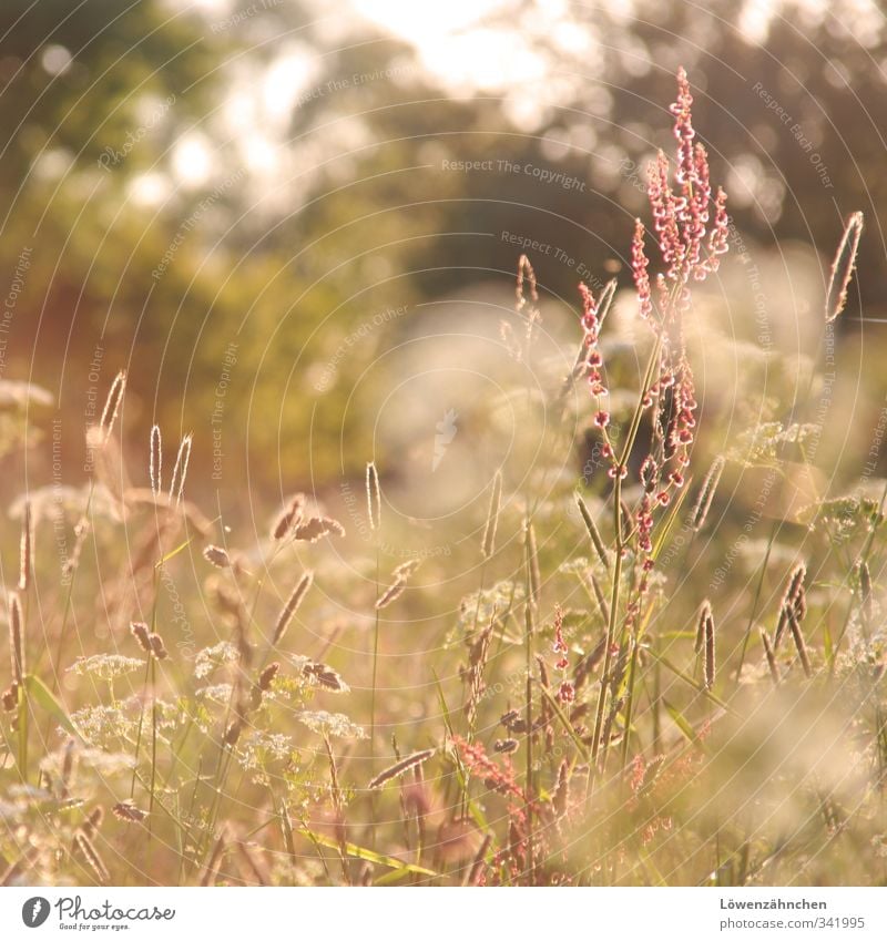 lichtdurchflutet Natur Sonne Sonnenlicht Frühling Blume Gras Sauerampfer Gräserblüte Wiese Feld Blühend leuchten Wachstum Freundlichkeit hell Wärme grün rosa