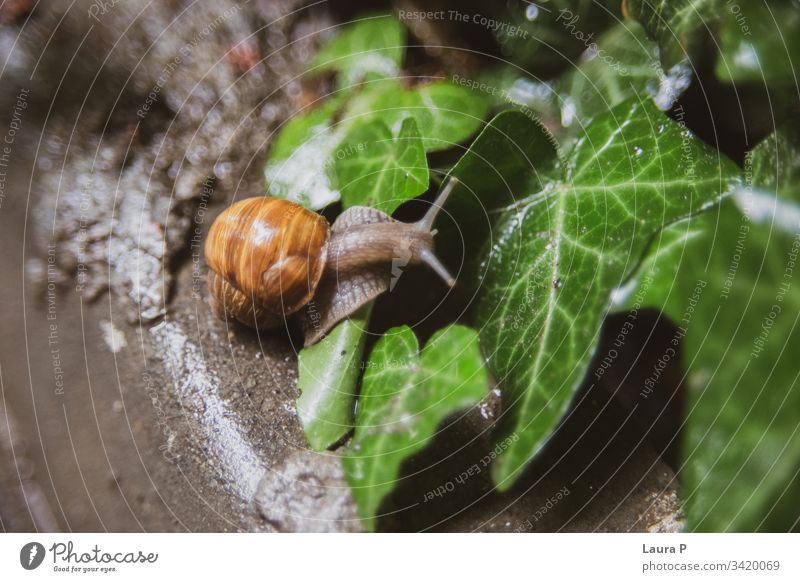 Nahaufnahme einer Schnecke, die auf ein nasses Blatt klettert im Freien exotisch schleimig Panzer Landschnecke klein Tierwelt abschließen braun Regentropfen