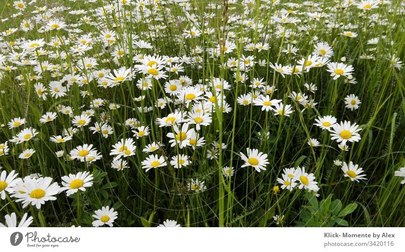 Margeritenfeld blühend Blume Pflanze Wiese Natur Feld grün gelb weiß große Gänseblümchen Garten Zierpflanze Wildblume Korbblütengewächs Frühling Herbst