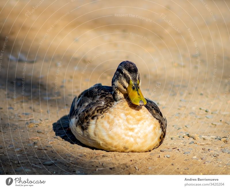 Enten in Freiheit im Freien natürlich Schnabel Feder Vogel pendeln Flügel Tier Haustier wild See schön Natur Hintergrund Wildtier Hausgans niedlich Park blau