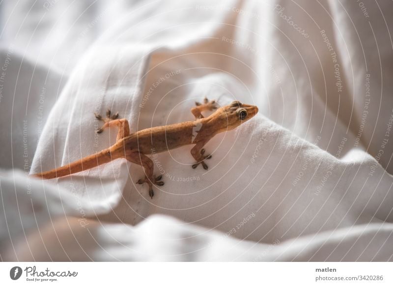 Betthupferl Gecko Vierzehehengecko Überraschung Begegnung Weiss Braun Tier