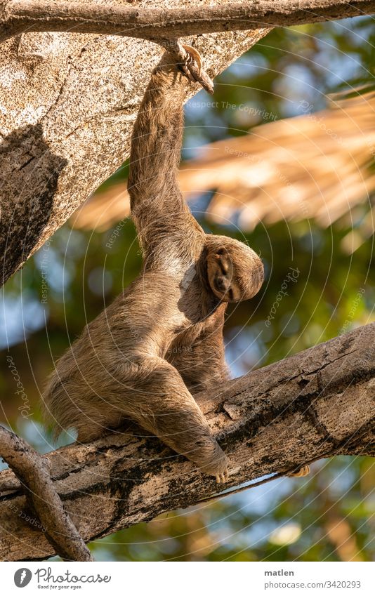 Faultier Tierwelt Natur Wildtier Außenaufnahme Tierporträt Farbfoto Nahaufnahme Baum Klettern Blick Lächeln Menschenleer Schwache Tiefenschärfe Urwald