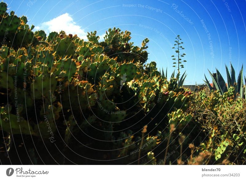 Kakteen im Vorgarten Kaktus Aloe bizarr Fuerteventura. Kanarische Inseln Urwald Wüste