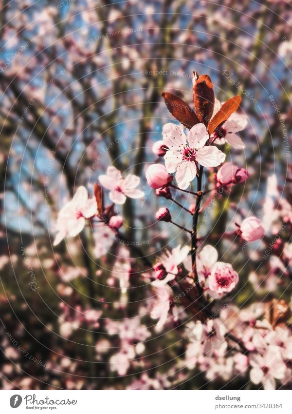 Fokus auf rosa Blüten die Teil eines Baumes sind Beginn schön erblüht Zweig Ast Kirschbaum kirschzweig Nahaufnahme Anmut zierlich edel ästhetisch Blütenblatt