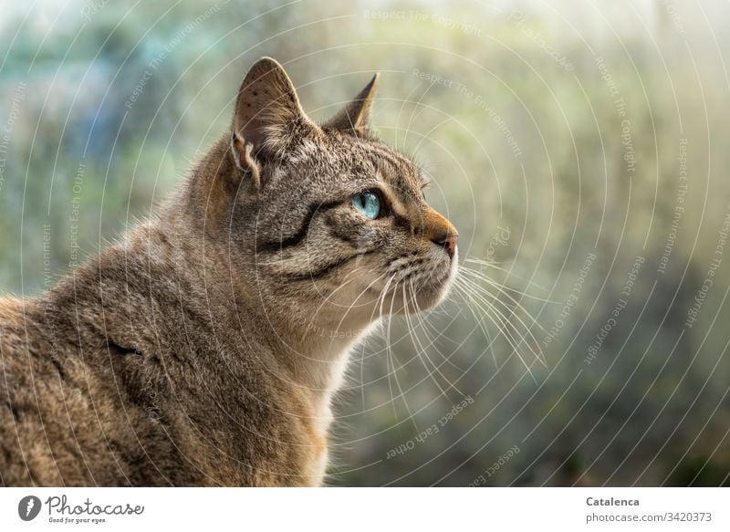 Porträt einer blauäugigen Katze Natur Fauna Haustier Hauskatze Heimtier Raubtiere Kleinkatze Fell schauen beobachten Tag Tageslicht Blau Braun Grün