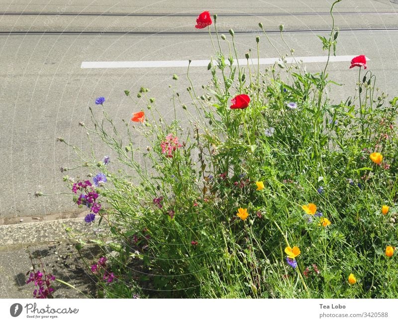 Blumen auf dem Bürgersteig Blüte Frühling Pflanze Natur Großstadt Außenaufnahme Frühlingsblume Garten Frühblüher Tag Blühend Froschperspektive grün Farbfoto