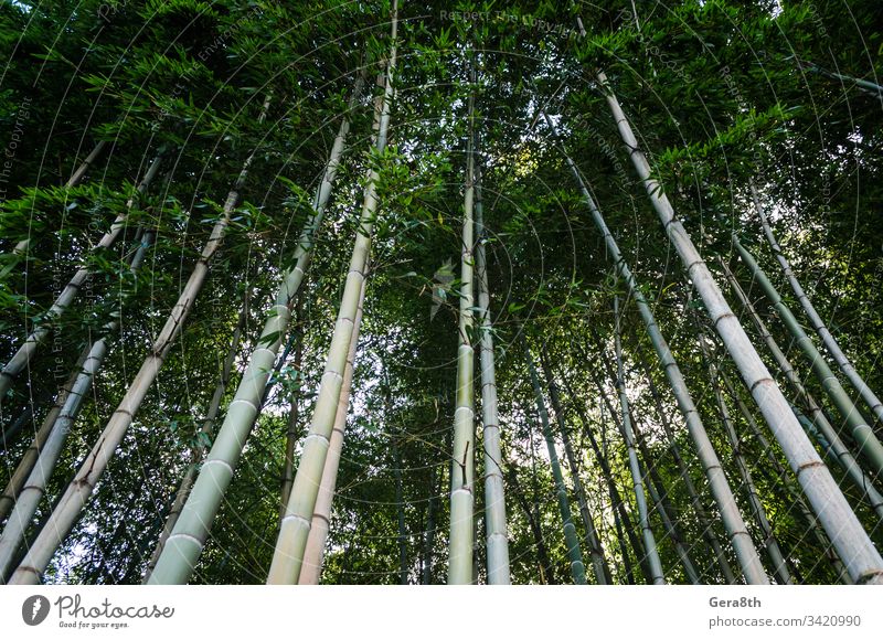 Ansicht von unten im hohen Bambuswald in Georgien Asien Hintergrund blau Gesäß Farbe Tag Wald frisch Garten grün hoch Japan Dschungel Landschaft natürlich Natur