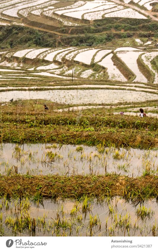 Reisterrassen mit Wasser, Sapa, Vietnam Asien sa pa Ferien & Urlaub & Reisen Außenaufnahme Natur Landschaft Berge u. Gebirge Tag Farbfoto Landwirtschaft Feld