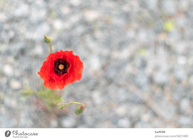 Klatschmohn Blüte vor unscharfem diffusen Untergrund Klatschmohn rot Blütenpflanze rote blüte tiefrot Sommer Mohn Blume Blühend Frühling Sonne Blütenknospen