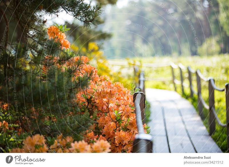 Helsinki, Finnland - 7. Juni 2019: Öffentlicher Rhododendron-Park im Wald in Helsinki, Finnland. Wunderschöne blühende Blumen, Holzwege und Kiefern. Spaziergänger im Sommerpark.