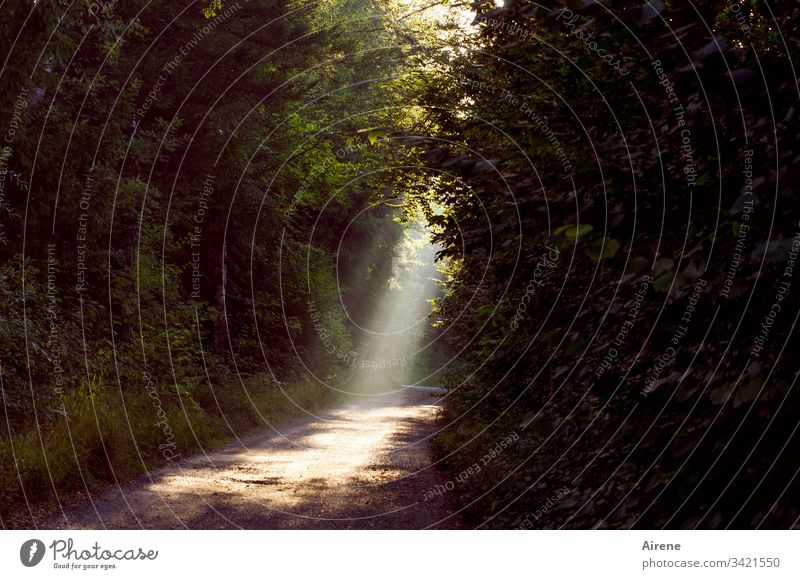 Licht auf schmalem Pfad Waldweg Herbst Herbstlaub Dunst Ruhe Frieden Einsamkeit Gegenlicht Bäume Weg Lichterscheinung Lichtblick leuchten Fußweg Spazierweg