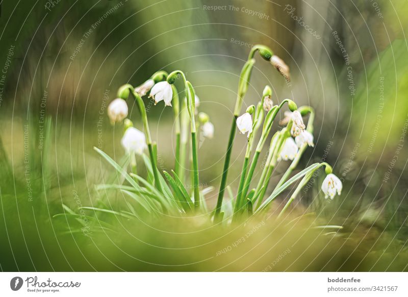 Märzenbecher beginnen zu verblühen Nahaufnahme Frühjahrsblüher Garten Frühling grün Blüten Pflanze Natur weiß