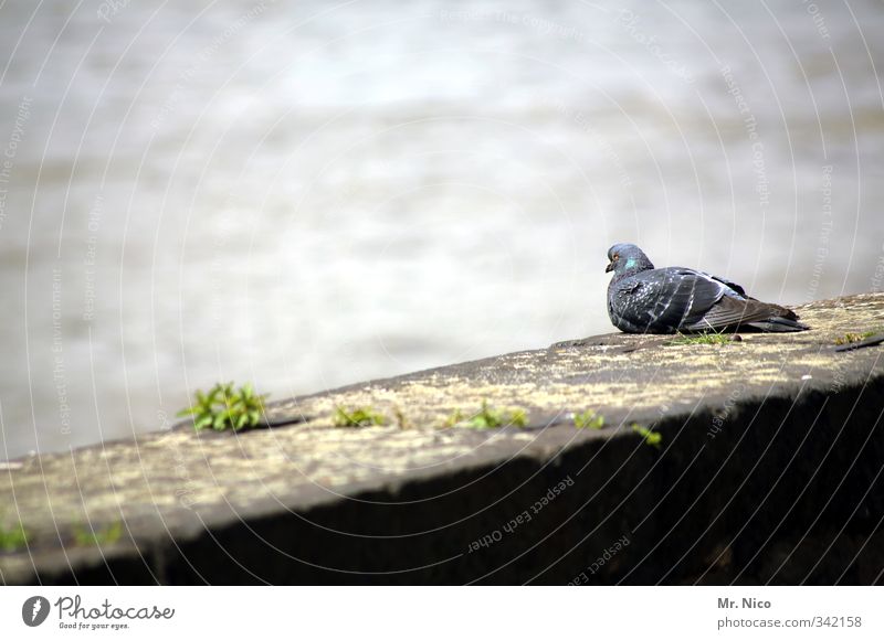 Domspatz Umwelt Moos Fluss Stadt Mauer Wand Tier Taube 1 Pause Erschöpfung Vogel taubenblau beobachten Wachsamkeit Steinmauer Hafen Sonnenlicht ruhig Wildtier