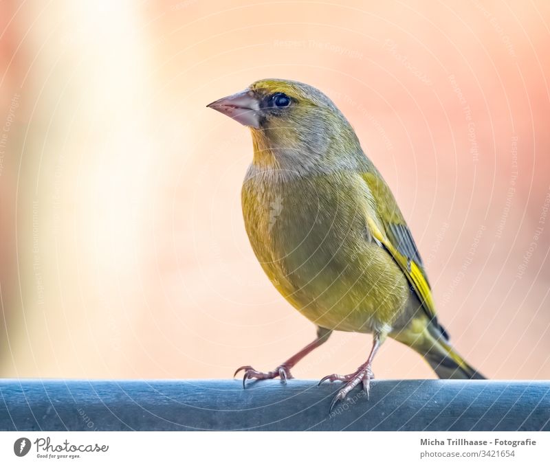 Grünfink Porträt Fink Chloris chloris Vogel Singvogel Wildvogel Kopf Schnabel Auge Flügel Federn Gefieder Beine Krallen Sonne Sonnenschein Natur Tier Wildtier