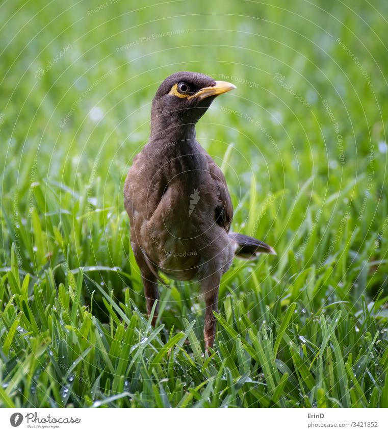 Nahaufnahme des Myna-Vogels im grünen Gras auf Hawaii Tierwelt wild myna Dynabird Makro abschließen Natur Detailaufnahme Auge Schnabel Federn Textur schön