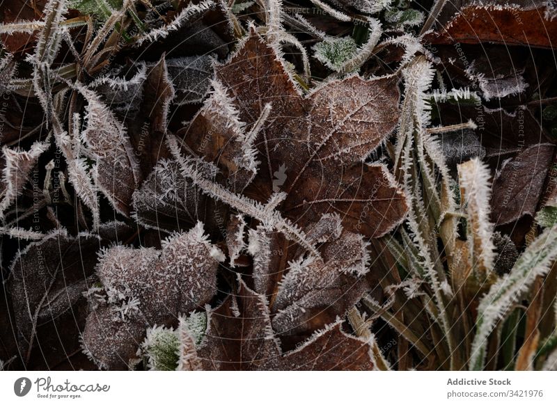 Trockenes, gefrorenes Laub von Bäumen am Boden lassen Blatt Frost Baum farbenfroh Natur Wald Saison fallen Flora Umwelt Laubwerk organisch Landschaft Park