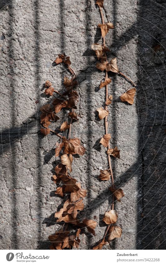 Vertrockneter Efeu auf grauer Mauer mit Schattenwurf eines Gitters vertrocknet Beton braun Wand Menschenleer Gedeckte Farben Ranke Licht Außenaufnahme