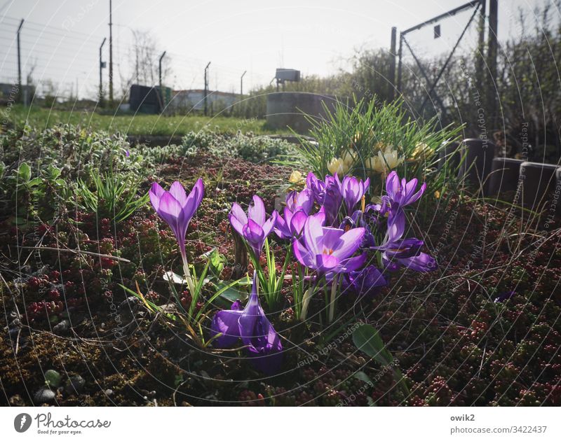 Blumig Krokusse Blumen blühen farbenfroh leuchtende Farben Blüte Pflanze Farbfoto Nahaufnahme schön grün Außenaufnahme Frühling Natur