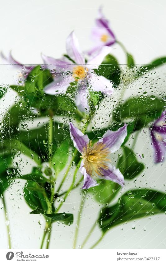 Klematisblüten, hinter dem Glas mit Wassertropfen aufgenommen, selektiver Fokus, Frühlingskonzept Frische Tropfen Regen Clematis Blumenstrauß Blütenblatt gelb