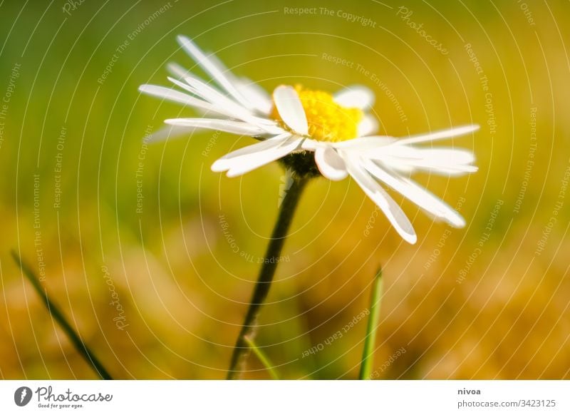 Gänseblümchen Blume Frühling Wiese grün Blüte Sommer Blühend Außenaufnahme Pflanze Natur Gras Nahaufnahme Farbfoto Garten Blumenwiese Wachstum Duft Menschenleer