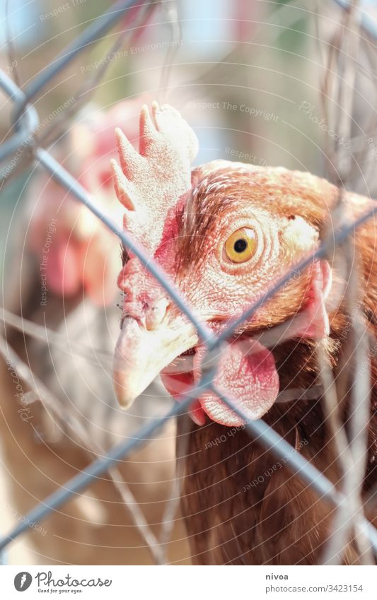 huhn hinter Gittern Huhn Farbfoto Tier Vogel Außenaufnahme Nutztier Hahn Ei Natur Haushuhn Tierporträt Zaun Landwirtschaft Bauernhof Forstwirtschaft