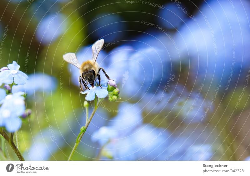 Sammelbiene Umwelt Natur Sommer Schönes Wetter Pflanze Blume Blüte Pollen Sammler sammlen fleißig Garten Tier Biene Insekt 1 Blühend Duft exotisch natürlich