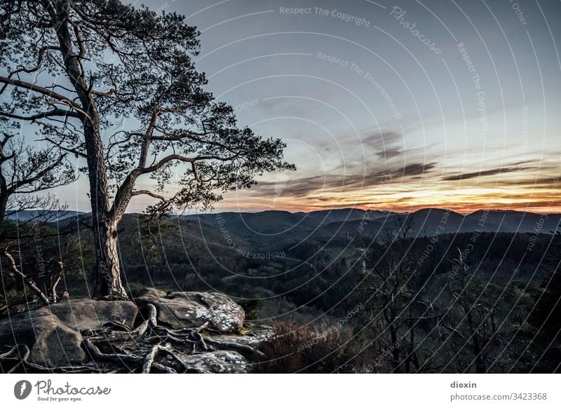 Abendlicher Ausblick vom Krappenfels Felsen Stein Berge u. Gebirge Landschaft Natur Außenaufnahme Felswand Felsformation Pfälzerwald Elsass wandern Umwelt