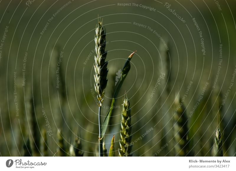 Weizenähre Ähre grün Feld Landwirtschaft Korn Getreide Sommer Natur Kornfeld Weizenfeld Nutzpflanze Wachstum Ernte Umwelt Lebensmittel Ernährung Mehl Landschaft