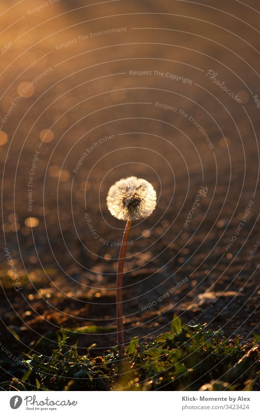 Pusteblume im Morgenlicht Löwenzahn Morgentau Sonnenlich Licht Tau Blume Pflanze Natur Wiese Umwelt leuchten