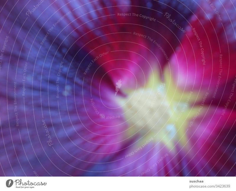unscharfe blüten von ganz nah Blüte Blume Blütenblätter Frühling verschwommen abstrakt Farbe intensiv Makroaufnahme Nahaufnahme Unschärfe Pflanze Natur Farbfoto