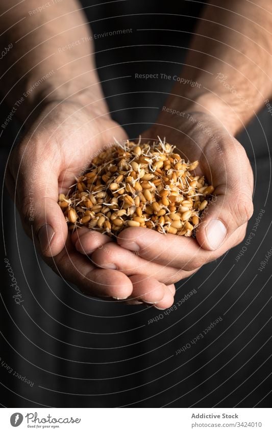 Mann mit aufgekeimten Weizenkörnern Korn sprießen Handvoll natürlich Gesundheit Lebensmittel frisch organisch Bestandteil Ernährung Brot Samen roh Mahlzeit