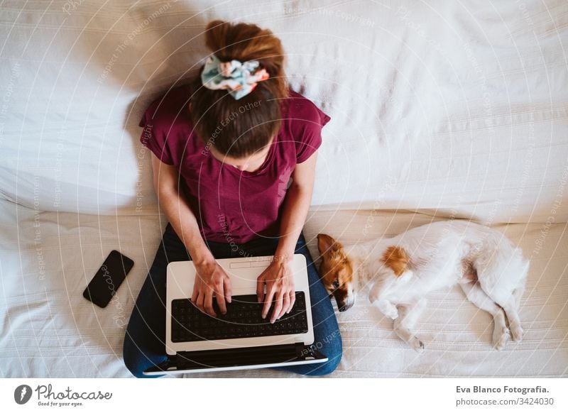 junge Frau, die zu Hause am Laptop arbeitet, auf der Couch sitzt, daneben ein süßer kleiner Hund. Technik und Haustierkonzept arbeiten heimwärts jack russell