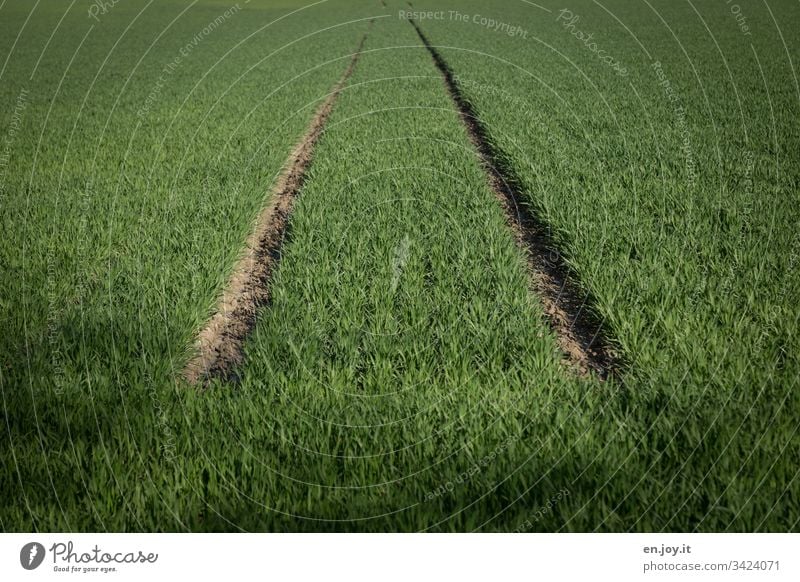 Fahrspur in einem bepflanzten grünen Feld Acker Spug Agrar Klima Pflanzen Gras Rasen Weizen Gräser Traktorspur Wachstum Lebensmittel Natur Landwirtschaft