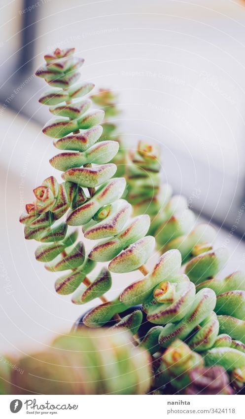 Schöne Nahaufnahme einer Crassula marnieriana Sukkulente sukkulente Pflanze plantas Sukkulenten Fettpflanzen exotisch schön Dekor Dekoration & Verzierung