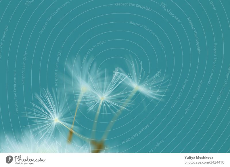 Löwenzahnsamen in Nahaufnahme auf türkisfarbenem Hintergrund.naturhintergrund Saatgut Natur Blume Samen Taraxacum Tapete Fussel abschließen Leichtigkeit