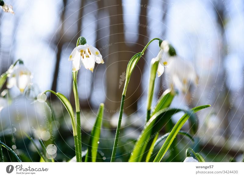 Blühende Märzenbecher im Wald Märzenbecherwald Märzenbecherwiese Frühling Frühlingsgefühle Frühlingstag Außenaufnahme Natur Pflanze Blume Frühlingsblume Blüte