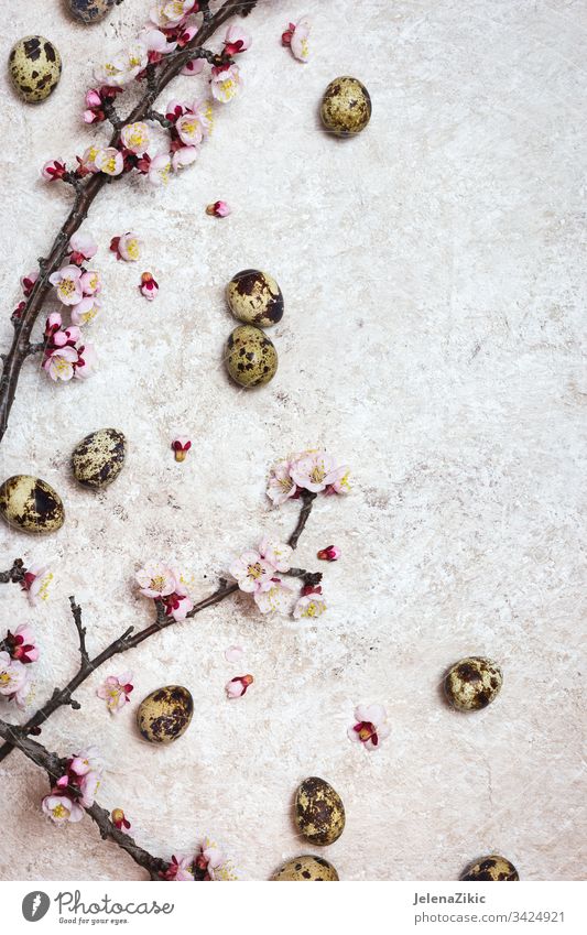 Frühlings- oder Ostergrenzenhintergrund Blüte Blume Blütezeit Ast Saison Pflanze weiß Kirsche Dekoration & Verzierung rosa Flora bedeckt dekorieren Blütenblatt