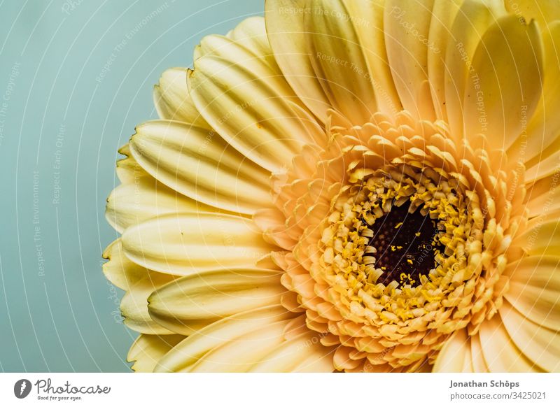 Nahaufnahme von gelben Gerbara, Asteraceae, Gänseblümchenfamilie, Plantae Blütezeit Blumenschmuck plantae Hintergrund schön Schönheit Überstrahlung Blumenstrauß