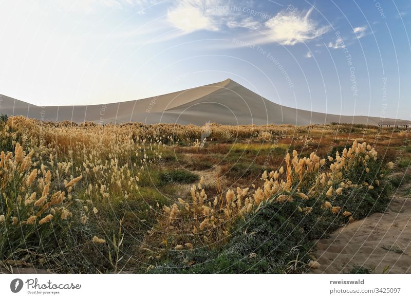 Mit Pampasgras überfülltes Gebiet - Cortaderia selloana. Halbmond-See-Dunhuang-Gansu-China-0684 keine Menschen Grasland Landschaft Wüstenlandschaft Ansicht