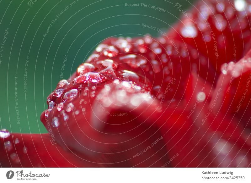 rote Rose vom Regen geküsst Regentropfen Wassertropfen makro natur Blüten Blütenblätter Pflanze Blume Farbfoto nass Nahaufnahme Außenaufnahme Makroaufnahme