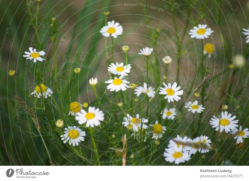 Kamille am Wegesrand Kamillenblüten Heilpflanzen Pflanze Natur Blüten weiß Blumen Außenaufnahme Sommerblumen Heilkräuter Farbfoto Kräuter blühende Kamille