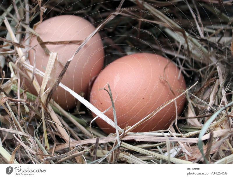 Zwei Hühnereier im Nest Ei Huhn Ostern Stroh Frühling Osternest Natur Farbfoto Osterei Nahaufnahme Lebensmittel Feste & Feiern Ernährung Menschenleer Osterfest