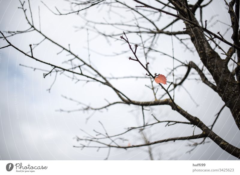 das letzte Blatt am Baum - der Letzte macht das Licht aus. Nebel Pflanze Ast stumm Zweig ästhetisch hell schlechtes Wetter Wasser kalt natürlich dünn trist