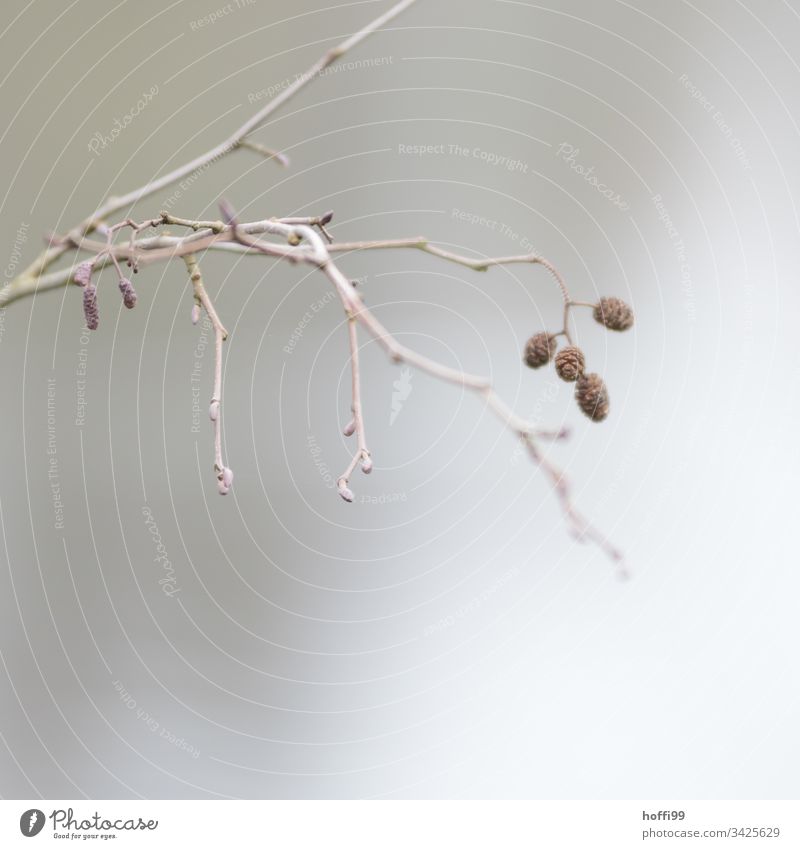 Zweig im Nebel Pflanze Ast Stille Baum Blatt ästhetisch hell schlechtes Wetter Wasser kalt natürlich dünn trist Einsamkeit Zweige u. Äste Blüte Blütenknospen