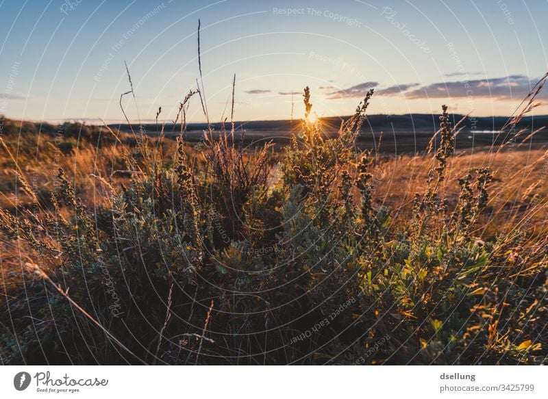 Gräser im Sonnenuntergang Ferne Abenddämmerung Grass Sonnenstrahlen Urelemente orange Weitwinkel Totale Zentralperspektive Starke Tiefenschärfe Gegenlicht