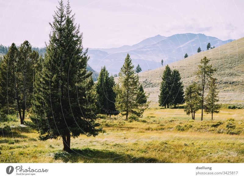 Einzelne Nadelbäume vor Gebirgspanorama Pflanze Nationalpark Leben USA Nadelbaum Bäume Baum Hügel schön wandern Tourismus Klima Gipfel Wolken Sommer Ausflug