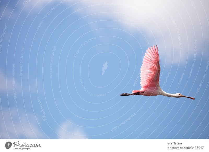 Rosa ausgebreitete Flügel eines fliegenden rosa Löfflervogels Platalea aja Vogel Rosalöffler Fliege gespreizte Flügel rosa Vogel rosa Flügel Federn