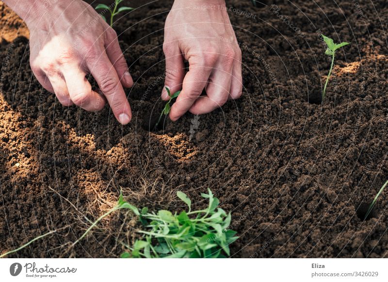 Zwei Hände bei der Gartenarbeit, sie pflanzen kleine Setzlinge in ein Beet aus Erde gärtnern arbeiten Beschäftigung Frühling Pflanze grün Außenaufnahme Farbfoto